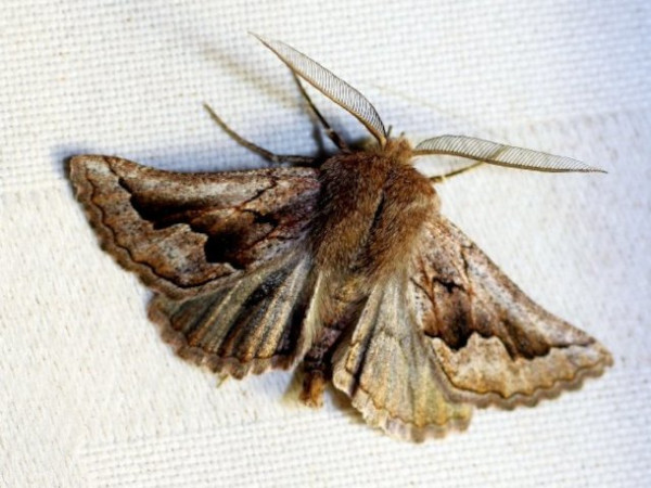 /filer/webapps/moths/media/images/A/angulilinea_Drepanogynis_A_Liebenberg.jpg