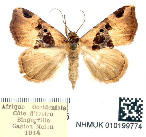 /filer/webapps/moths/media/images/A/angulina_Marcipa_AF_BMNH.jpg