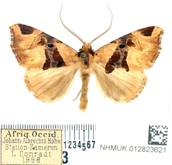 /filer/webapps/moths/media/images/A/angulina_Marcipa_AM_BMNH.jpg