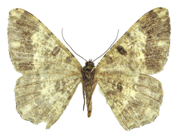 /filer/webapps/moths/media/images/A/angulosa_Afroracotis_AF_ZSM.jpg