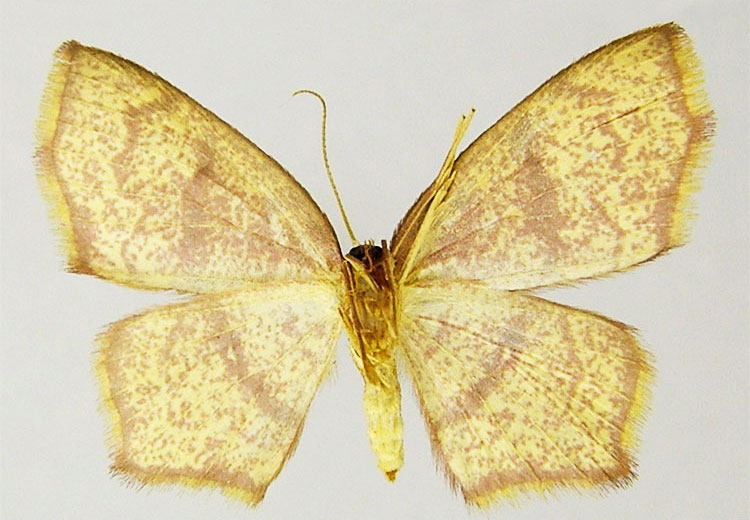 /filer/webapps/moths/media/images/A/angulosa_Chrysocraspeda_PTF_ZSMb.jpg
