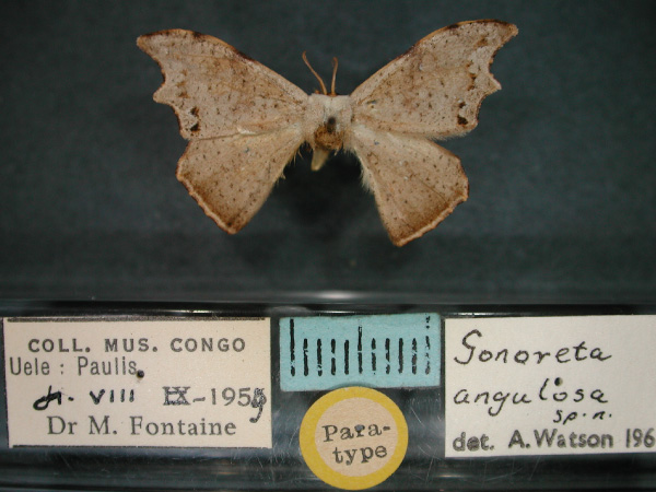 /filer/webapps/moths/media/images/A/angulosa_Gonoreta_PT_RMCA_01.jpg