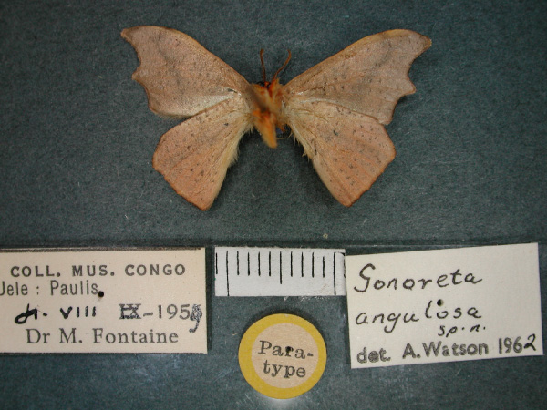 /filer/webapps/moths/media/images/A/angulosa_Gonoreta_PT_RMCA_02.jpg