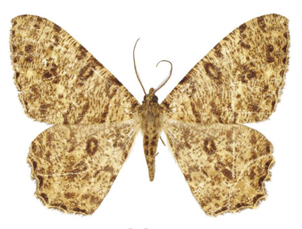 /filer/webapps/moths/media/images/A/angulosa_Racotis_HT_ZSM.jpg