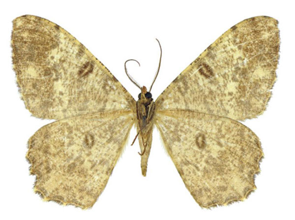 /filer/webapps/moths/media/images/A/angulosa_Racotis_HT_ZSMb.jpg