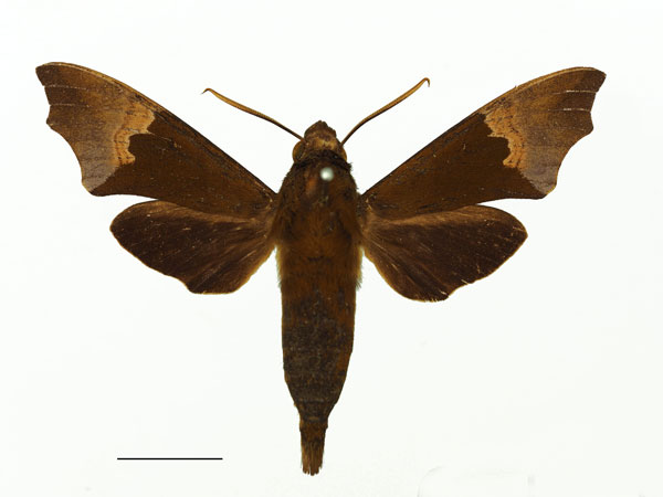 /filer/webapps/moths/media/images/A/angulosa_Temnora_AM_Basquina.jpg