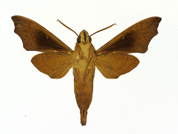 /filer/webapps/moths/media/images/A/angulosa_Temnora_AM_Basquinb.jpg