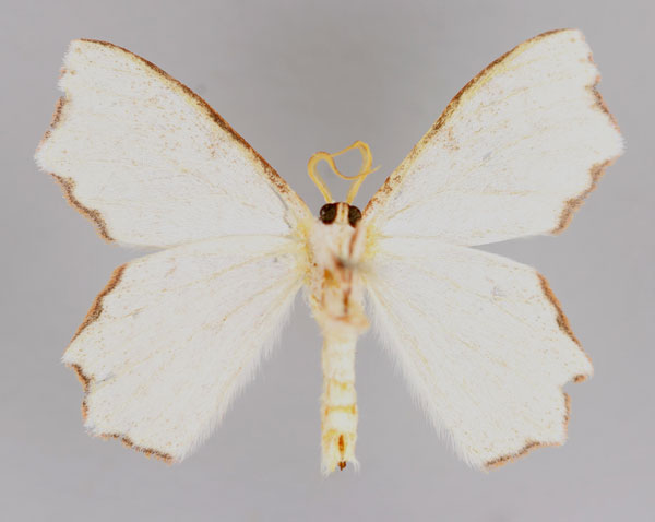 /filer/webapps/moths/media/images/A/angulosa_Xenochroma_HT_ZSM_02.jpg