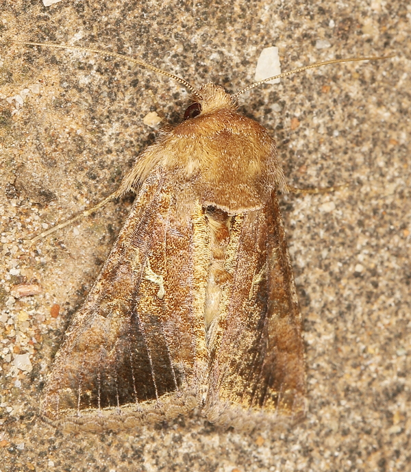 /filer/webapps/moths/media/images/A/angulum_Thysanoplusia_A_Heyns_01.JPG