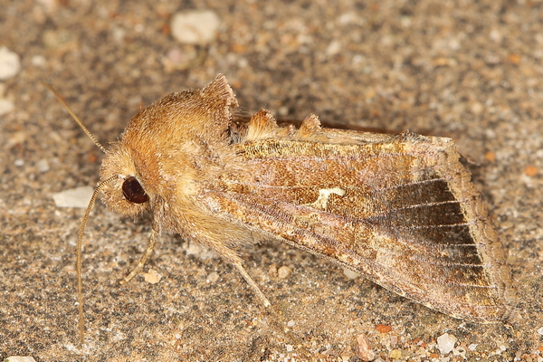 /filer/webapps/moths/media/images/A/angulum_Thysanoplusia_A_Heyns_02.JPG