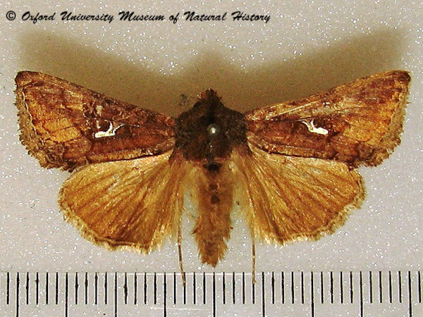 /filer/webapps/moths/media/images/A/angulum_Thysanoplusia_A_OUMNH_01.jpg