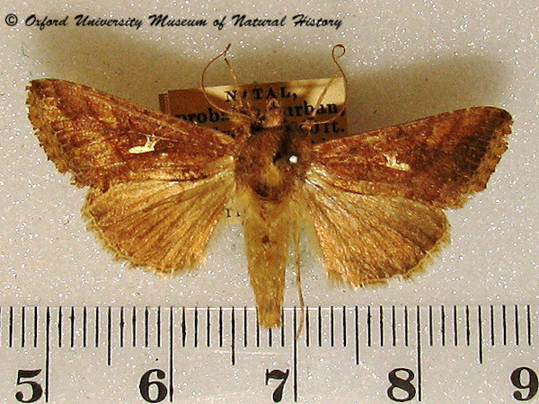 /filer/webapps/moths/media/images/A/angulum_Thysanoplusia_A_OUMNH_02.jpg