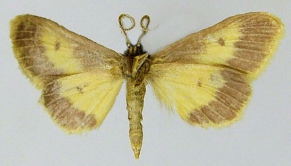 /filer/webapps/moths/media/images/A/angusta_Idaea_AM_ZSMb.jpg