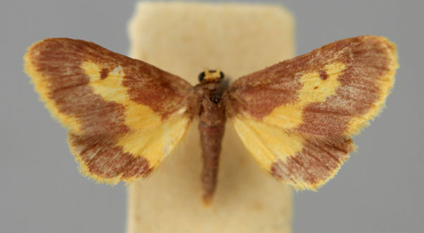 /filer/webapps/moths/media/images/A/angusta_Idaea_A_ZSM.jpg