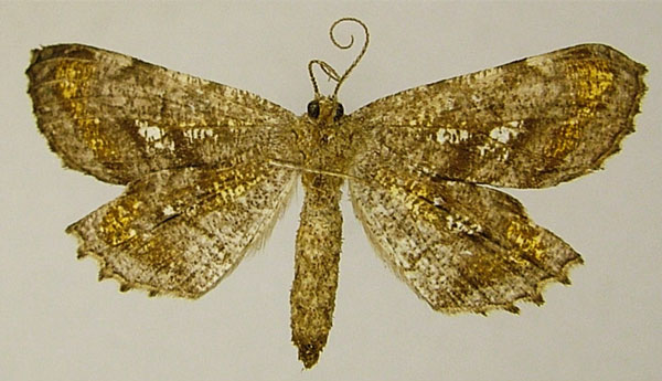 /filer/webapps/moths/media/images/A/angusta_Xenimpia_AF_ZSMb.jpg