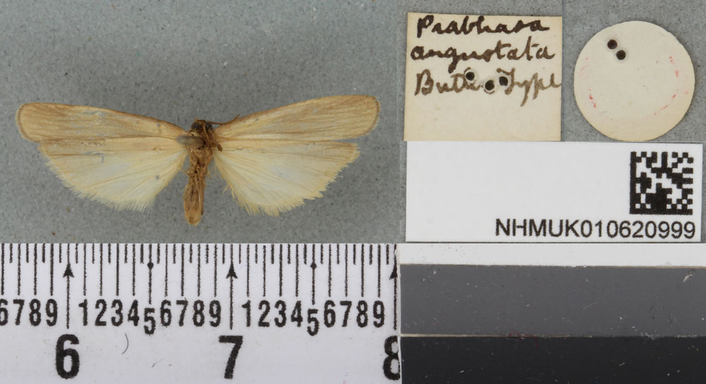 /filer/webapps/moths/media/images/A/angustata_Prabhasa_HT_BMNHb.jpg