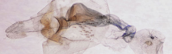 /filer/webapps/moths/media/images/A/angustiala_Thubdora_GFHT_SDEI.jpg