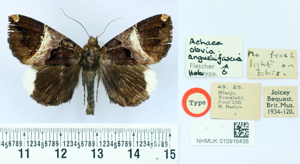 /filer/webapps/moths/media/images/A/angustifascia_Achaea_HT_BMNH.jpg