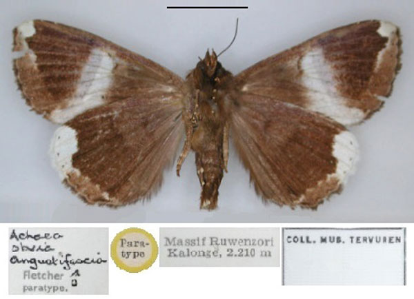 /filer/webapps/moths/media/images/A/angustifascia_Achaea_PT_RMCA_02.jpg