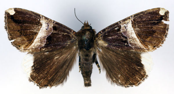 /filer/webapps/moths/media/images/A/angustifascia_Achaea_PT_RMCA_03.jpg