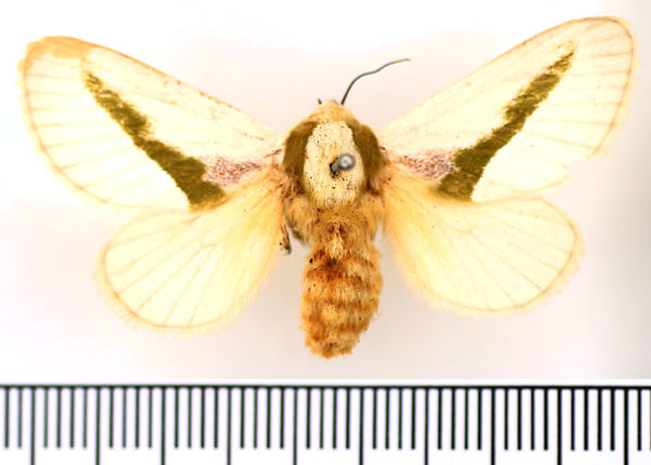 /filer/webapps/moths/media/images/A/angustifascia_Latoia_AF_BMNH.jpg
