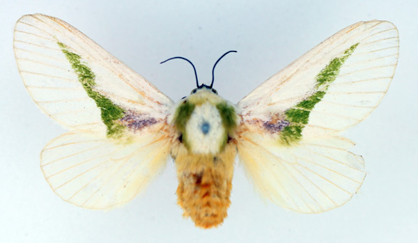 /filer/webapps/moths/media/images/A/angustifascia_Latoia_AF_TMSA.jpg