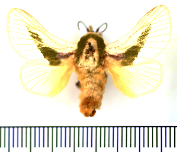 /filer/webapps/moths/media/images/A/angustifascia_Latoia_AM_BMNH.jpg