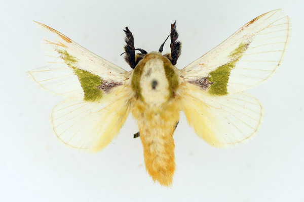 /filer/webapps/moths/media/images/A/angustifascia_Latoia_AM_TMSA.jpg