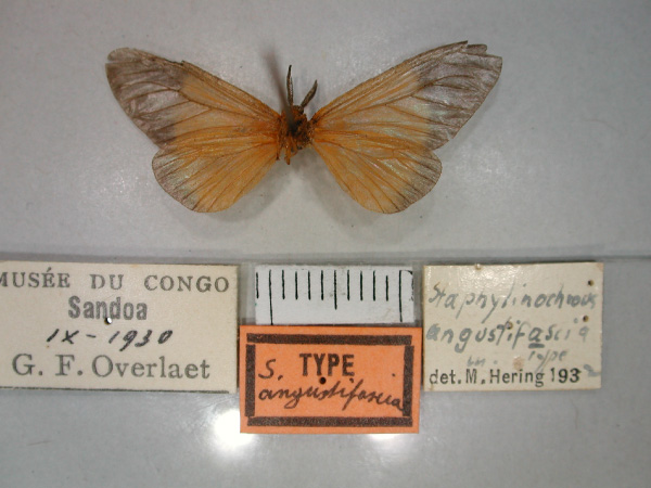 /filer/webapps/moths/media/images/A/angustifascia_Staphylinochrous_HT_RMCA_02.jpg