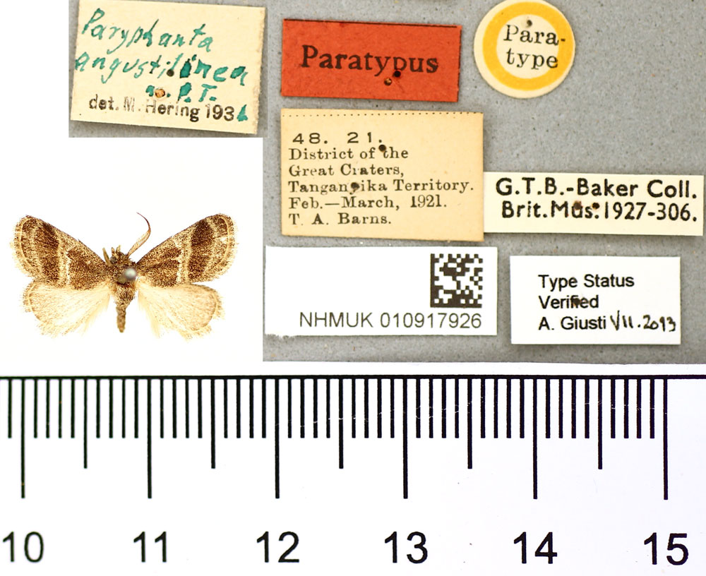 /filer/webapps/moths/media/images/A/angustilinea_Paryphanta_PT_BMNH.jpg