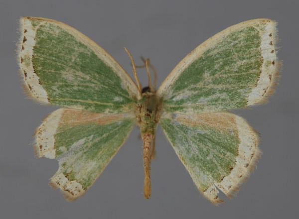 /filer/webapps/moths/media/images/A/angustimargo_Chlorodrepana_A_ZSM_01.jpg