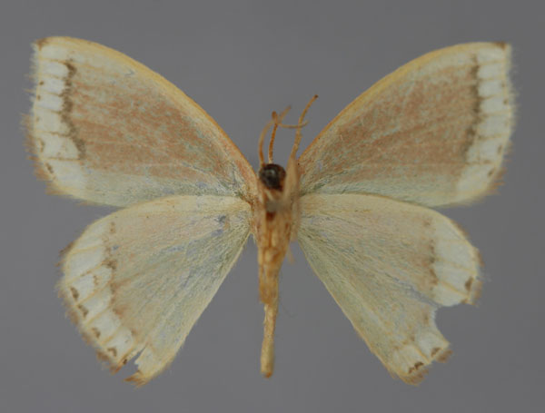 /filer/webapps/moths/media/images/A/angustimargo_Chlorodrepana_A_ZSM_02.jpg