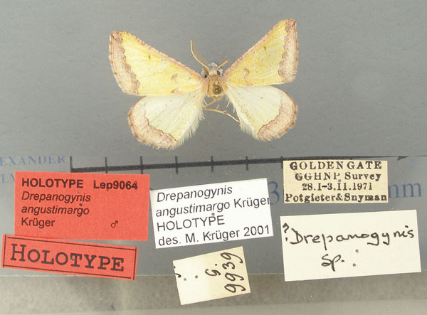 /filer/webapps/moths/media/images/A/angustimargo_Drepanogynis_HT_TMSA.jpg