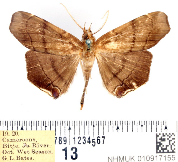 /filer/webapps/moths/media/images/A/angustipennis_Gracilodes_AM_BMNH.jpg