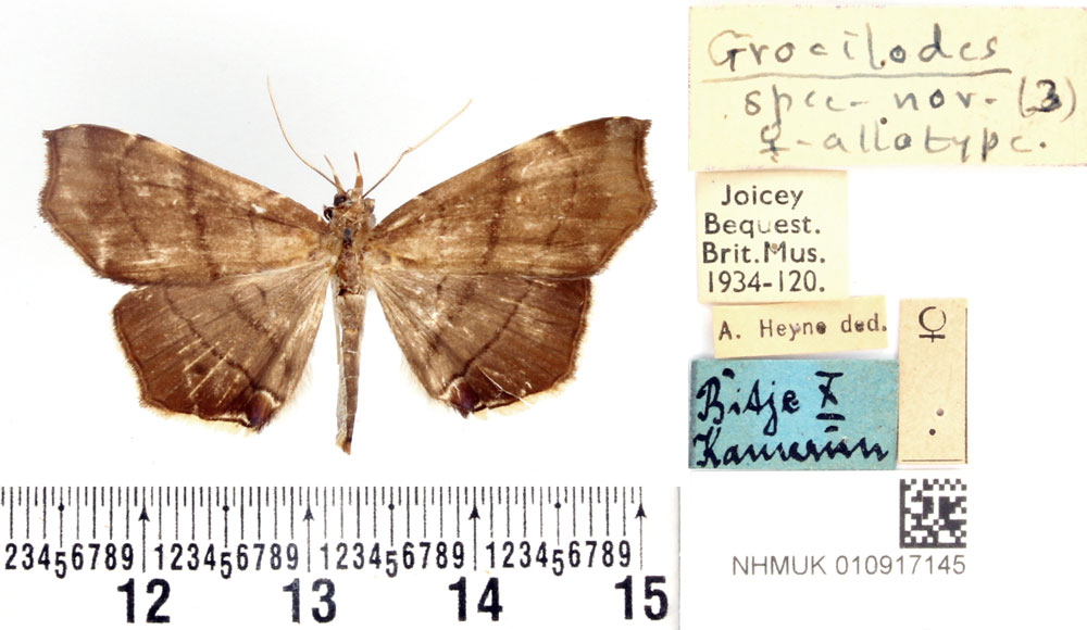 /filer/webapps/moths/media/images/A/angustipennis_Gracilodes_AT_BMNH.jpg