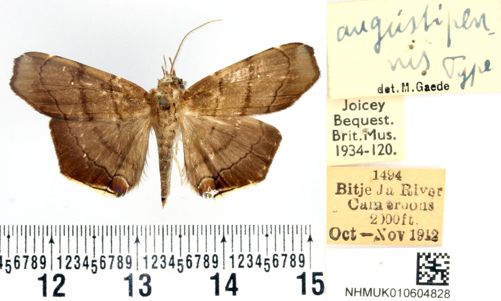 /filer/webapps/moths/media/images/A/angustipennis_Gracilodes_HT_BMNH.jpg