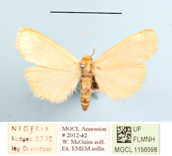 /filer/webapps/moths/media/images/A/angustipennis_Lophilema_A_MGCLa_01.JPG