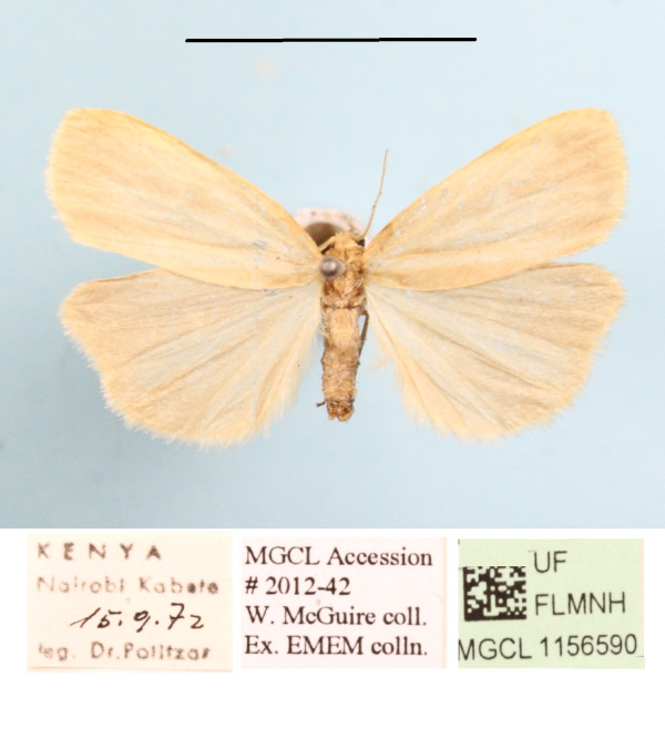 /filer/webapps/moths/media/images/A/angustipennis_Lophilema_A_MGCLa_02.JPG