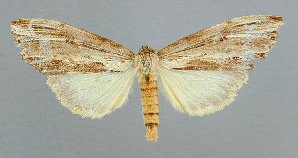 /filer/webapps/moths/media/images/A/angustipennis_Microchadisra_AT_RMCA.jpg