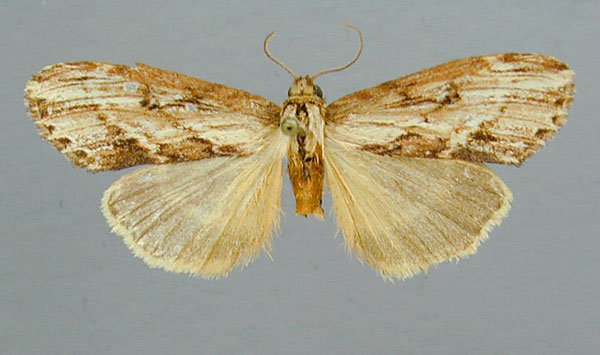 /filer/webapps/moths/media/images/A/angustipennis_Microchadisra_HT_RMCA.jpg