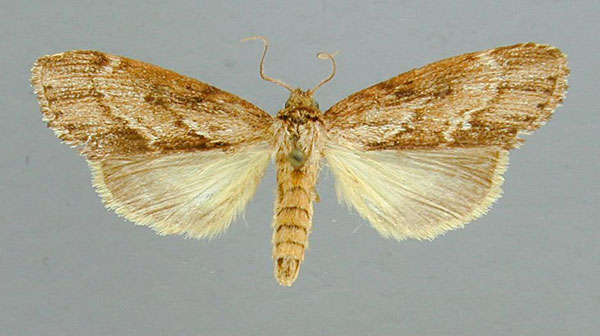 /filer/webapps/moths/media/images/A/angustipennis_Microchadisra_PT_RMCA.jpg