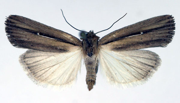 /filer/webapps/moths/media/images/A/angustipennis_Mythimna_AF_Aulombard.jpg