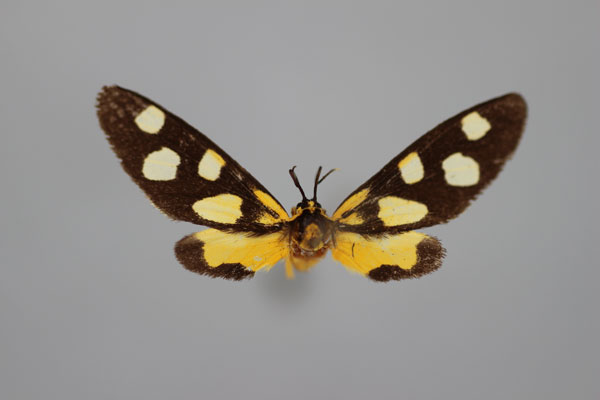 /filer/webapps/moths/media/images/A/angustipennis_Thyrosticta_A_BMNH.jpg