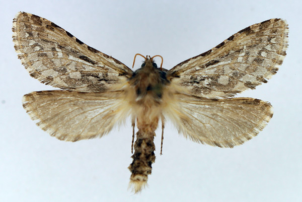 /filer/webapps/moths/media/images/A/angustiptera_Gorgopis_AF_TMSA.jpg