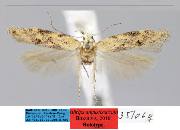 /filer/webapps/moths/media/images/A/angustisaccula_Athrips_HT_ZMHB_9qmFdMj.jpg