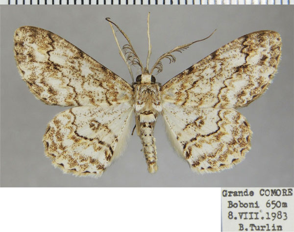 /filer/webapps/moths/media/images/A/angustivalvis_Cleora_AM_ZSMa.jpg
