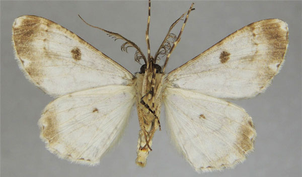 /filer/webapps/moths/media/images/A/angustivalvis_Cleora_AM_ZSMb.jpg