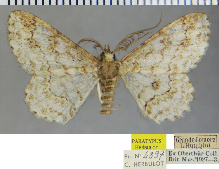 /filer/webapps/moths/media/images/A/angustivalvis_Neocleora_PTM_ZSM.jpg