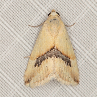 /filer/webapps/moths/media/images/A/angustizona_Eublemma_A_Heyns_01.JPG