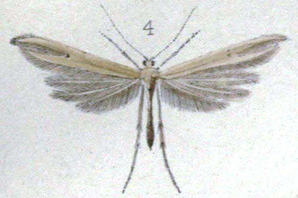 /filer/webapps/moths/media/images/A/angustus_Lioptilus_HT_Walsingham_3-4.jpg